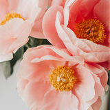 Hothouse Peonie City & Country Set