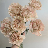 Noble Carnation City & Country Set