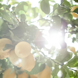 Lemoncello Hand Cream