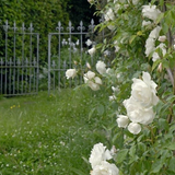 Cutting Garden Hand Cream