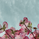 Dogwood Blossom City & Country Set