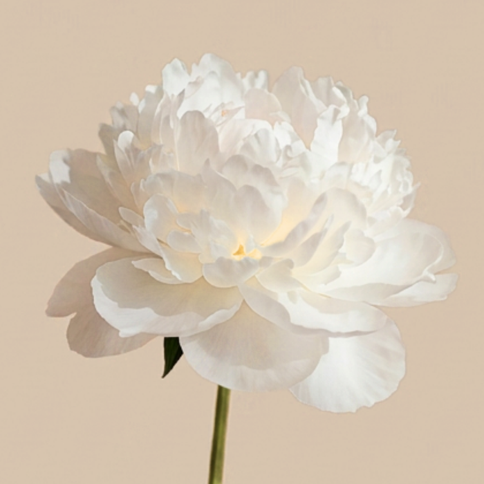 Peony Blossom