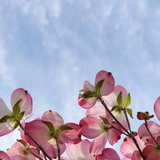 Dogwood Blossom Pure Perfume Oil