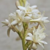 Brixton Tuberose Pure Perfume Oil